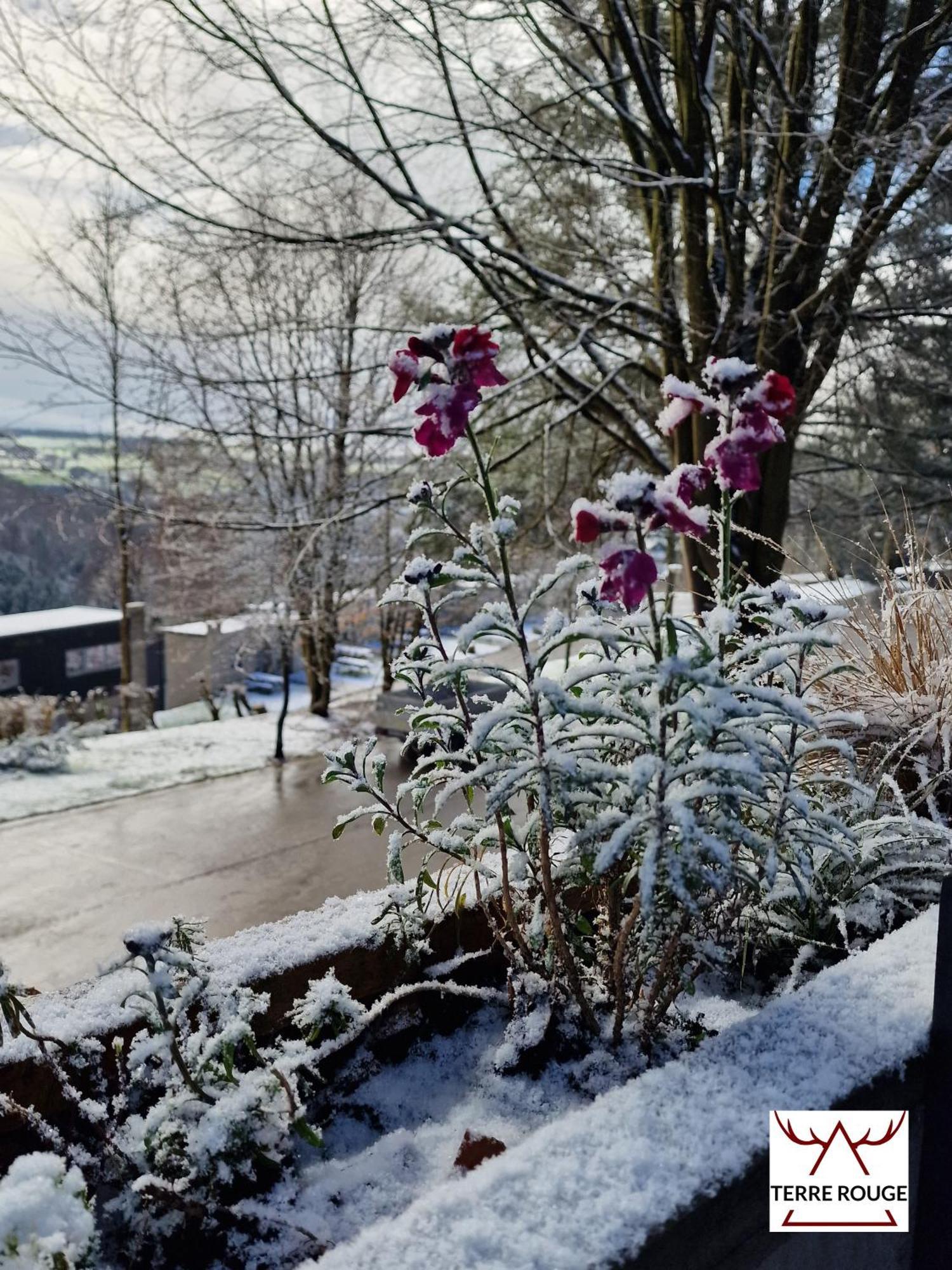 Terre Rouge - Terrasses de Malmedy Chalet 40 Exterior foto